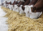 Томские аграрии перевыполнили план по заготовке кормов